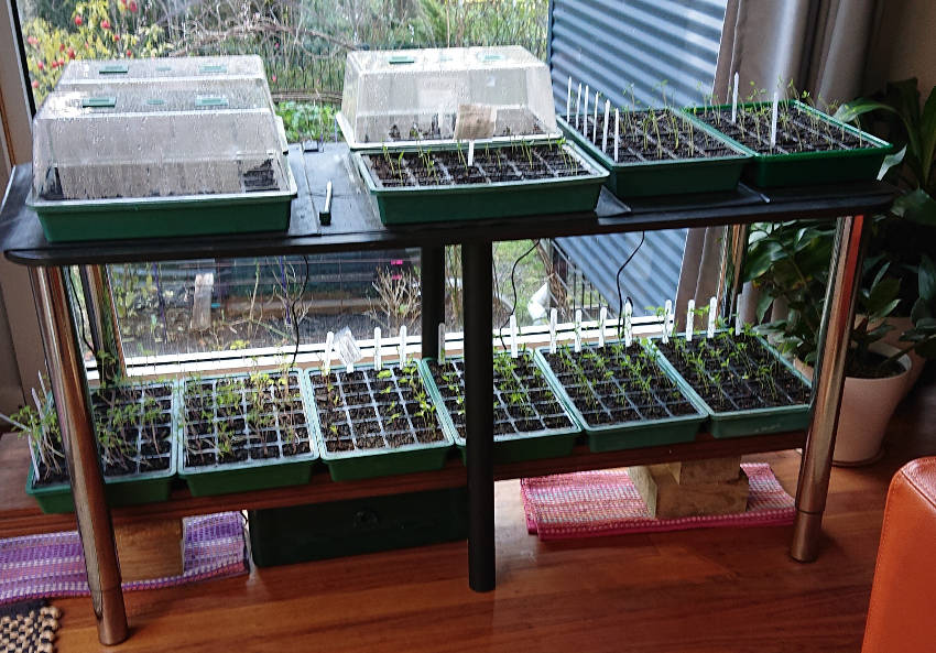 Mini Greenhouse 3